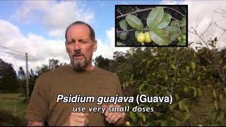 Psidium guajava Guava [upl. by Maggs]