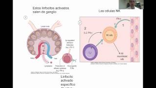 Tema 14b Respuesta inmune a bacterias virus hongos protozoos y helmintos umh1947 201314 [upl. by Amick]