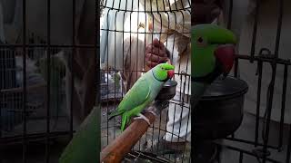 The Parrot Who Knew Too Much talkingparrot youtubeshorts viralvideo shorts [upl. by Aneram283]