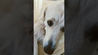 TRIGGER WORDS DOG Front leg is tucked under her lol pyrenees goldenretriever trending animal [upl. by Vanny463]