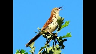 Brown Thrasher Singing [upl. by Ceciley]