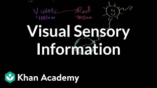 Visual sensory information  Processing the Environment  MCAT  Khan Academy [upl. by Winnah]