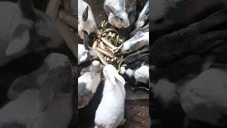 rabbit keeping breeding trending viral shorts youtube youtubeshorts farming rabbitfarming [upl. by Annaoj48]