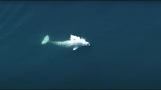 WATCH Beluga whale spotted in Puget Sound near Commencement Bay [upl. by Love]