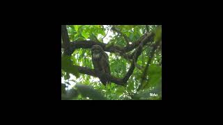 Mobbing behavior of jungle babblers crested hawk eagle towards mottled wood owl Gujarat Sept 2024 [upl. by Kcerred]