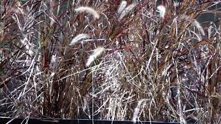 Phleum Pratense  La Planta Ornamental Perenne [upl. by Stevana182]