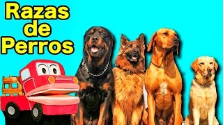 Tipos de razas de perros  Los niños aprenden con Barney El Camión  Videos educativos [upl. by Yragerg624]