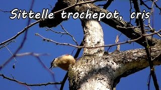 SITTELLE TORCHEPOT cris sifflés  chants doiseaux [upl. by Kerrison]