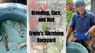 Red Claw Crayfish Breeding Care and Diet  Erwins Sikretong Backyard  ENGLISH SUB [upl. by Nam]