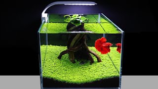 How To Plant Green Carpet In Aquarium For Beginners Amazing Diy Nano Aquascape Cube 30cm No Co2 122 [upl. by Edlun]