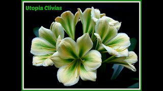 Clivias in flower at Utopia Clivias [upl. by Map]