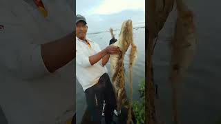 Babilla se enreda en trasmallofish viralvideo fishing [upl. by Ennairak]