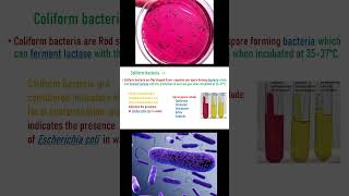 Coliform bacteria [upl. by Birkett]