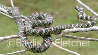 Ornate Flying snake Sri Lanka 20110207102947mp4 [upl. by Emelun]