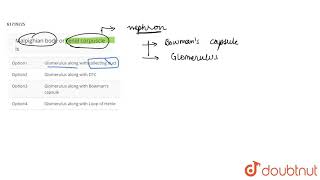 Malpighian body or renal corpuscle is [upl. by Arbas669]