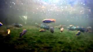 Malawi Cichlid DEMO pool 2 Otopharynx lithobates Zimbawe Rock [upl. by Heigl465]