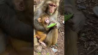 monkey mother breastfeeding 🙏  shorts viral monkey [upl. by Ahsias]