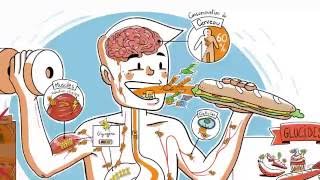 Le parcours des glucides dans lorganisme [upl. by Eelarual]