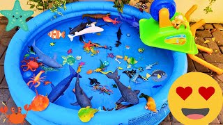 SEA ANIMALS FOR TODDLERS SQUID BLUE CRAB STINGRAY SAILFISH LEAFY SEA DRAGON AND OTHERS [upl. by Engelbert728]