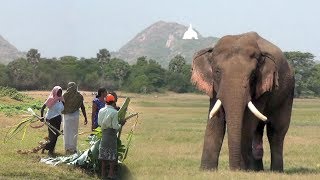 Giving treatments to an injured massive tusker [upl. by Cordova]