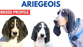 Ariégeois Breed Profile History  Price  Traits  Ariege Hound Grooming Needs  Lifespan [upl. by Veta217]