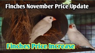 Finches Price Increase Update 2024 l Very Informative Video l V No 320 Sur Birds Channel [upl. by Yhotmit226]