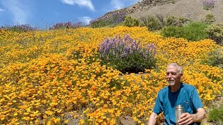 California Wildflower Superbloom Has Started [upl. by Isdnyl395]