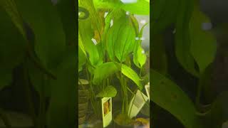 Red Flame Sword Plant  Freshwater Beauty [upl. by Aniale]