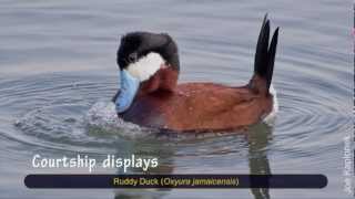 Mysterious behaviors of Ruddy Ducks [upl. by Theressa]