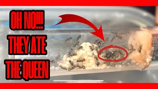 How To Start An Ant Colony EXPERIMENT  Part 3 [upl. by Orville]