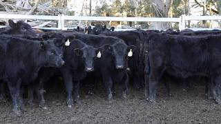 See how to use Cydectin Long Acting Injection for Cattle [upl. by Carney]