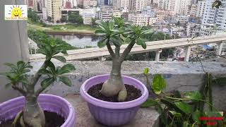 Dhaka City Rooftop Garden Metrorail [upl. by Danziger367]