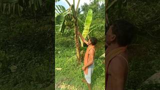 How Bananas are Cut Food episode 1223🙄shorts shortsfeed viral farming satisfying amazing [upl. by Ecydnak]