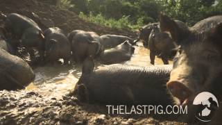 Happy Pigs in Mud Wallow [upl. by Eahsan303]