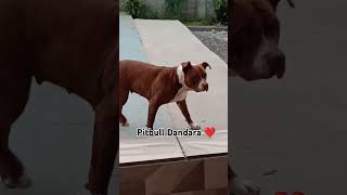 pitbull dandara petviralvideo [upl. by Ahsinned]