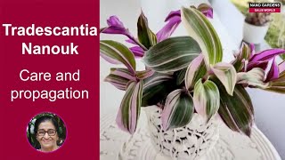 Tradescantia Nanouk Care and propagation [upl. by Retsub]