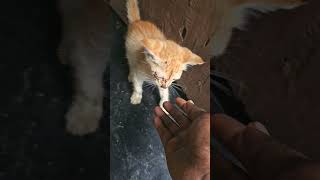 Pappi Appacha🫰💞catlover cat song music tamil travel anirudh [upl. by Gati394]