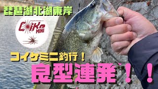 【琵琶湖彦根旧港】コイケミニでのリベンジ釣行！爆風と寒さで四苦八苦するも良型連発！ [upl. by Hodges]