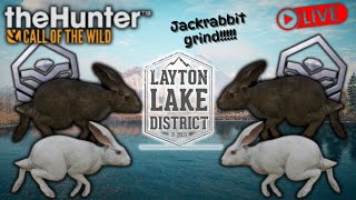 The Hunter call of the wild liveStarting a Jackrabbit grindFor the bunny squad multi mount [upl. by Elayor]