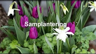 Samplantera blomsterlök och perenner i kruka [upl. by Attenauqa]