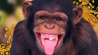 Chimpancé riendose  Efecto de sonido [upl. by Jorgenson]