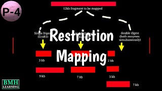 Restriction Mapping  Fingerprint Mapping  Optical Mapping  Types Of Physical Mapping [upl. by Reffinnej]