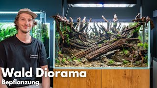 Bepflanzung vom Wald Diorama Aquarium  IAPLC 2024 Platz 24 [upl. by Amalea882]