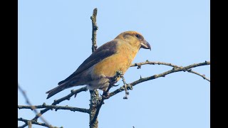 Common Crossbill Lynford Arboretum Norfolk 1124 [upl. by Leroi]