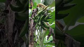 O Segredo para Cultivar BANANAS GRANDES em Casa [upl. by Bob492]