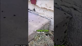 Injecting termiticide into the soil termites shorts pestcontrol arizona [upl. by Barden516]