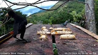 Crested Oropendola on BirdSouls Colombia Bird Feeder 2 10222024 [upl. by Giliane]