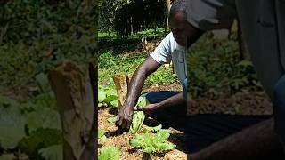 Pinch off lower leaves of chinese cabbages Faster Growth shorts plantcare vegetables [upl. by Siugram]