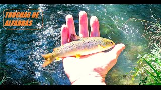 TRUCHA COMÚN DE ALFARRAS  BROWN TROUT 4k video fishing fish river nature life [upl. by Vaughan]