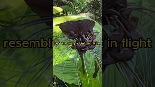 Described as quotThe Most Incredible Plant on Earthquot BLACK BAT FLOWER Tacca Chantrieri shorts [upl. by Alben632]